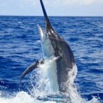 Big Game Fishing