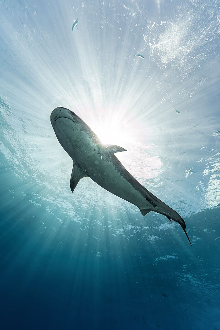 Ultimate Maldives Adventure