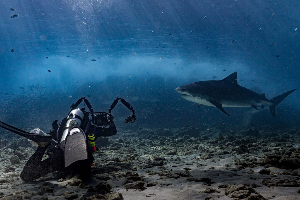 Shark & Manta Discovery