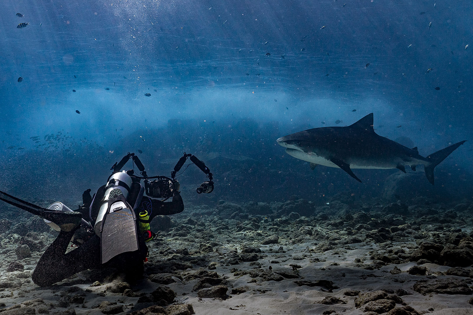 Shark & Manta Discovery