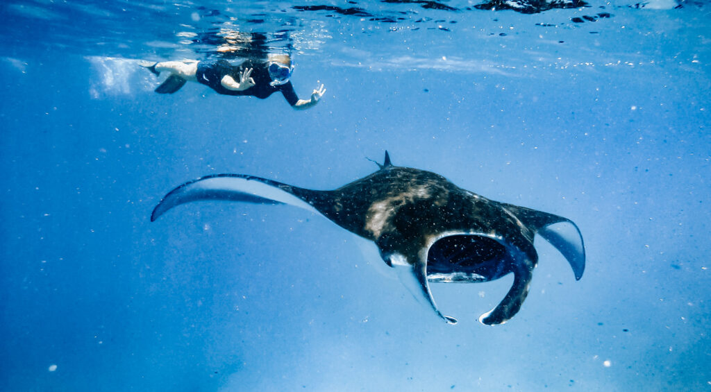 Manta Ray Snorkeling