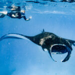 Manta Ray Snorkeling