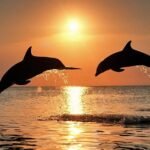 Dolphin Cruise