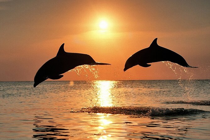 Dolphin Cruise