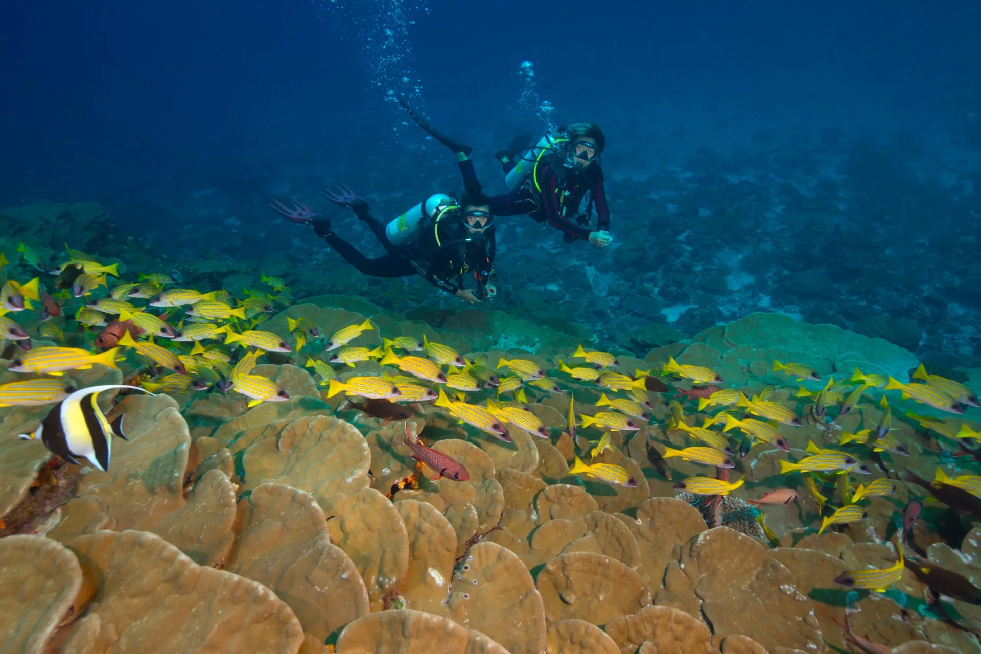 The Best Time of Year to Dive in the Maldives