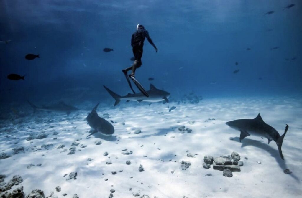 Ultimate Shark Dive