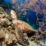 Turtle Snorkeling