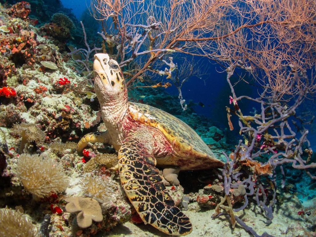 Turtle Snorkeling