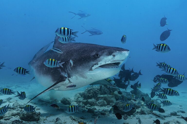 Pelagic Discovery Adventure