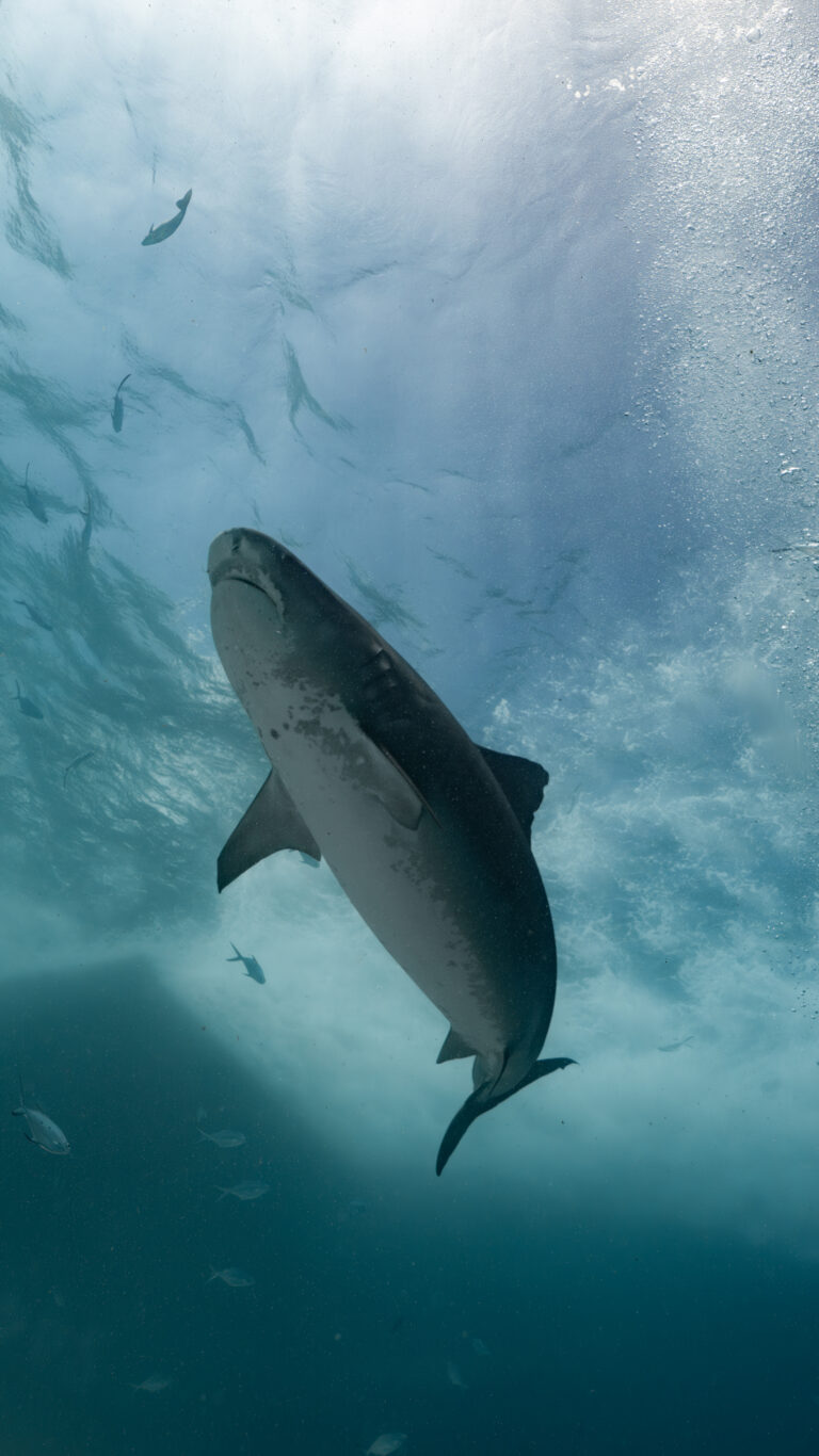 Exploring Package Fuvahmulah