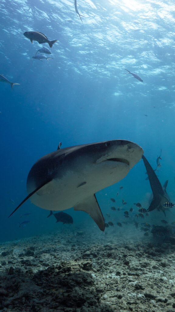 Advance Package Fuvahmulah